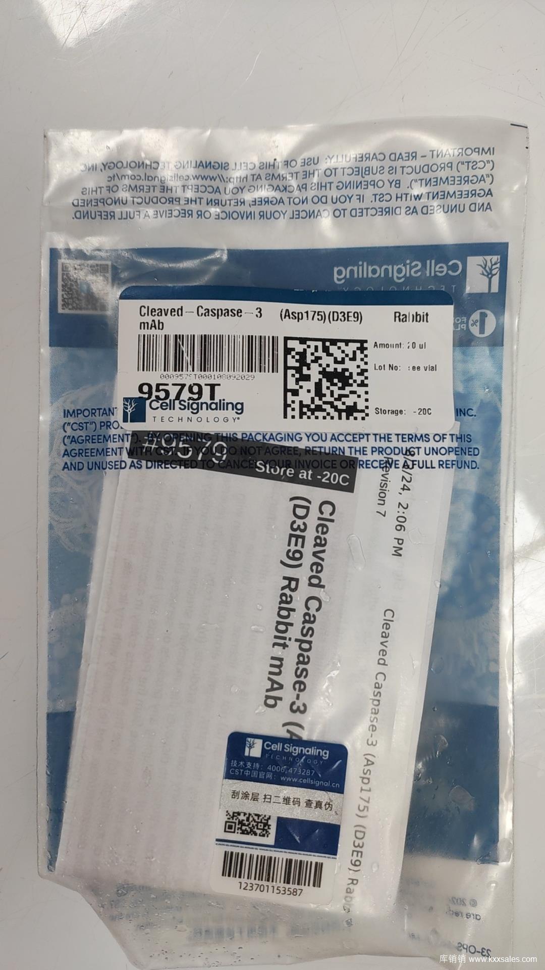 Cleaved Caspase-3 (Asp175) (D3E9) Rabbit mAb
